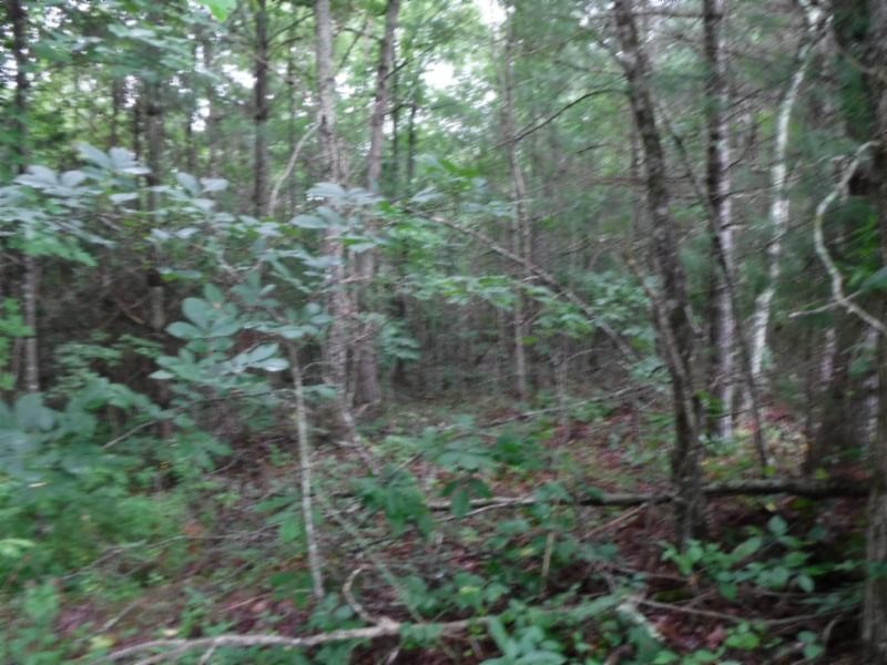 3 Bill Roberts Road Sunbright, TN 37872 - Photo 20 of 31 a view of a forest with trees