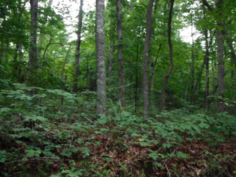 3 Bill Roberts Road Sunbright, TN 37872 - Photo 23 of 31 a view of a lush green forest