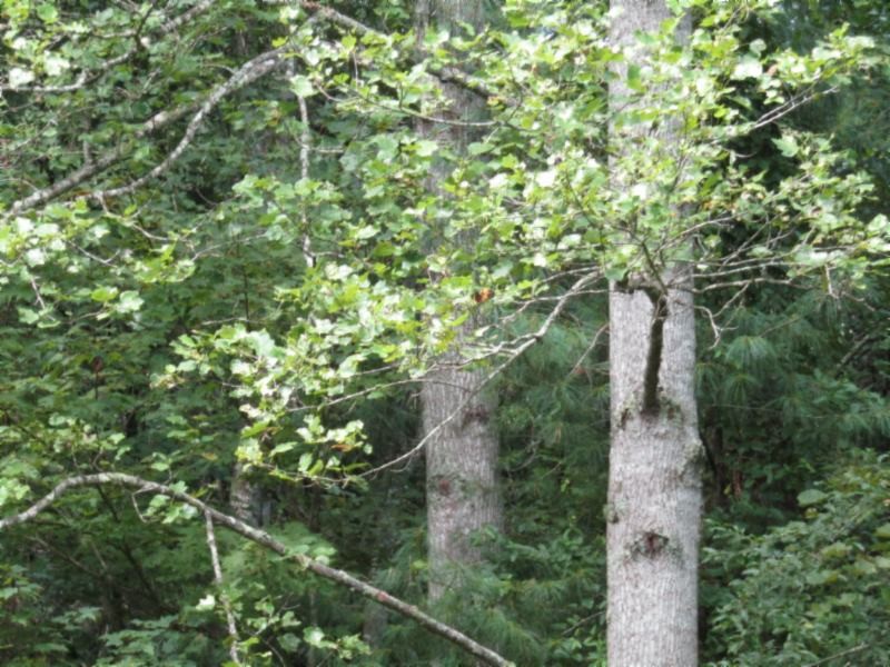 3 Bill Roberts Road Sunbright, TN 37872 - Photo 24 of 31 a picture of tree