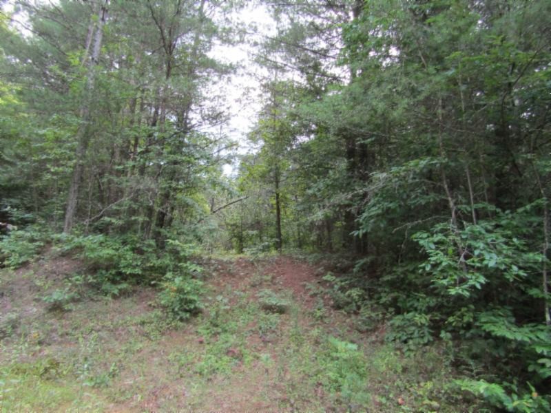 3 Bill Roberts Road Sunbright, TN 37872 - Photo 25 of 31 a view of a forest with trees in the background