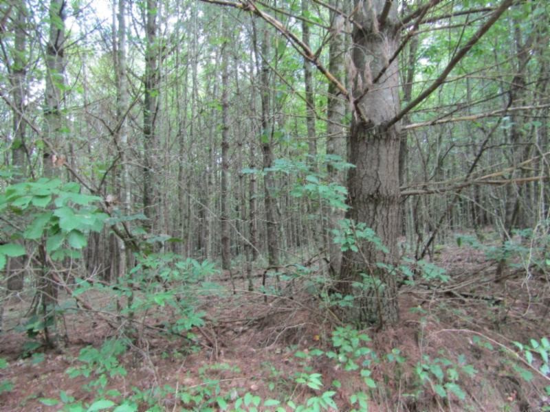 3 Bill Roberts Road Sunbright, TN 37872 - Photo 26 of 31 a view of a forest that has large trees