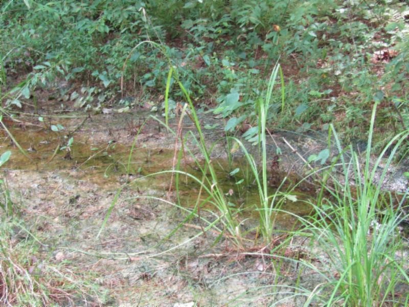 3 Bill Roberts Road Sunbright, TN 37872 - Photo 27 of 31 a view of a yard
