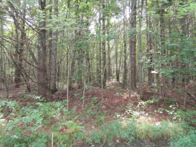 3 Bill Roberts Road Sunbright, TN 37872 - Photo 28 of 31 a view of a forest with trees in the background