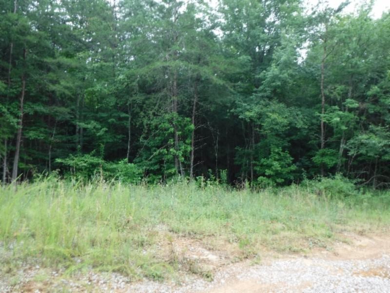 3 Bill Roberts Road Sunbright, TN 37872 - Photo 5 of 31 a view of backyard with green space