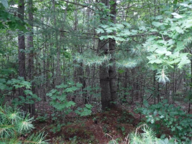 3 Bill Roberts Road Sunbright, TN 37872 - Photo 6 of 31 a view of a forest with a tree