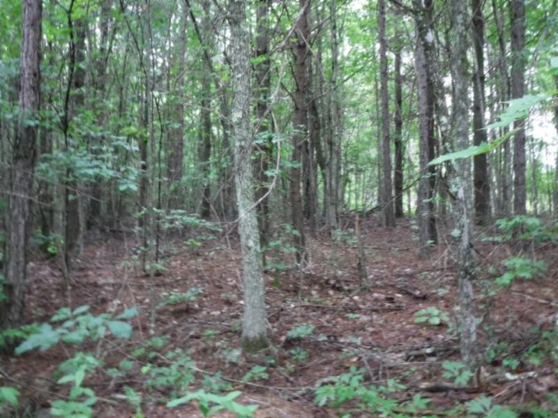 3 Bill Roberts Road Sunbright, TN 37872 - Photo 7 of 31 a view of a forest that has large trees