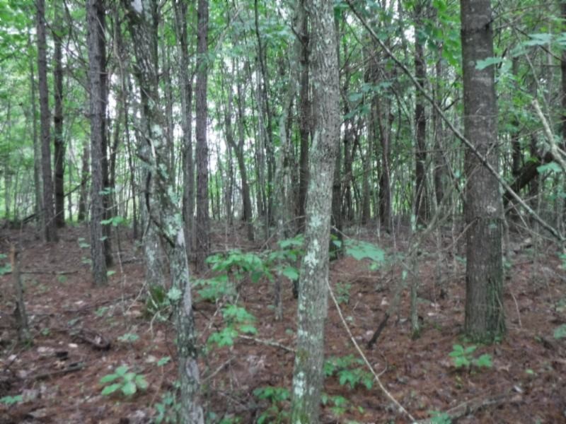 3 Bill Roberts Road Sunbright, TN 37872 - Photo 8 of 31 a view of a forest that has large trees