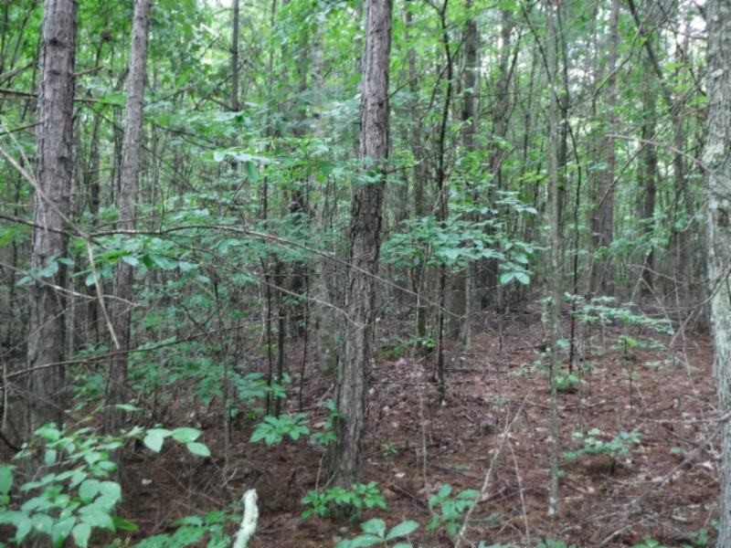 3 Bill Roberts Road Sunbright, TN 37872 - Photo 9 of 31 a view of a forest that has large trees