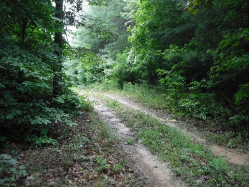 3 Bill Roberts Road Sunbright, TN 37872 - Photo 10 of 31 a view of a lush green forest