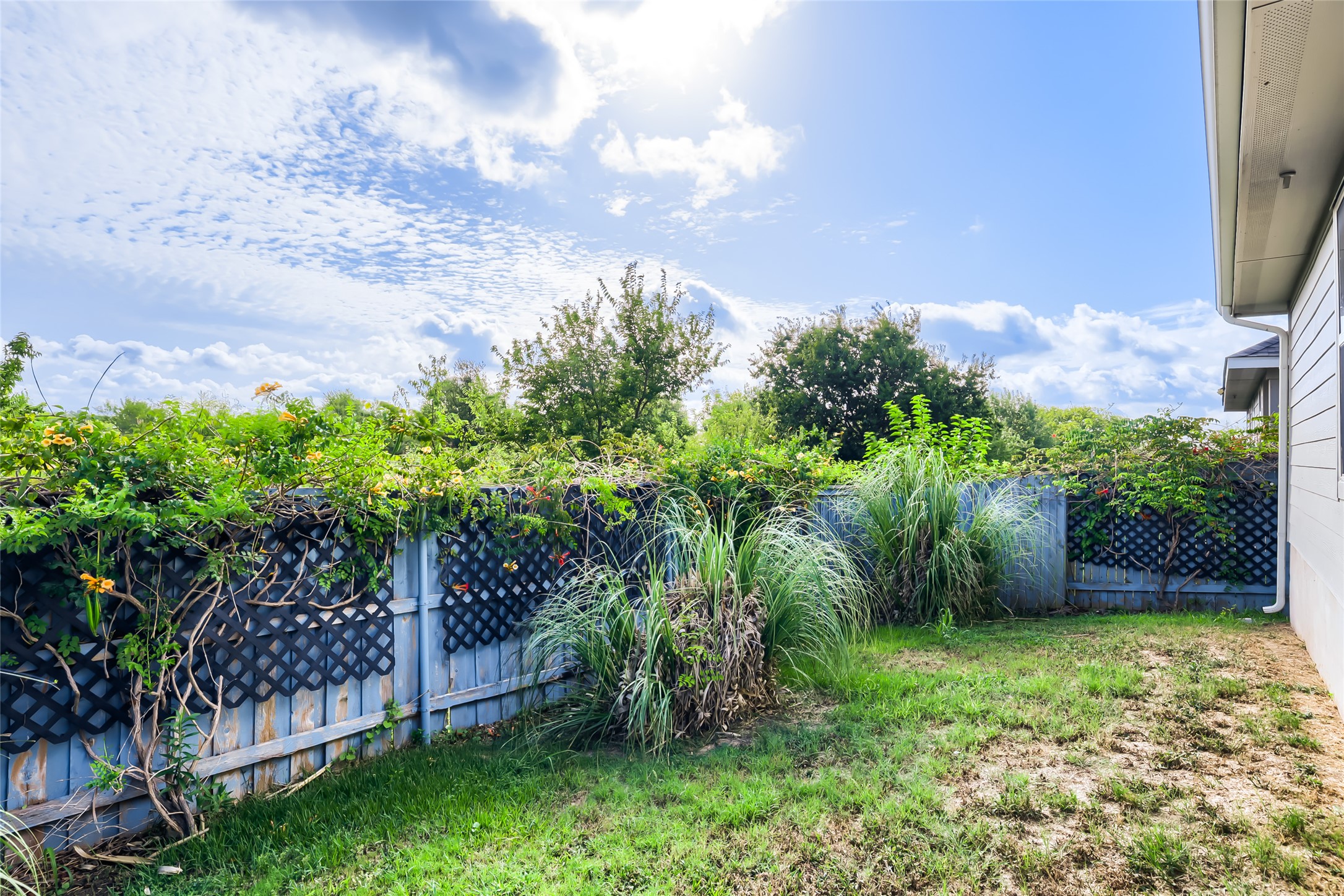 550 Nautical Loop Kyle, TX 78640 - Photo 20 of 29 Trumpet vines, pampas grass and sprinklers