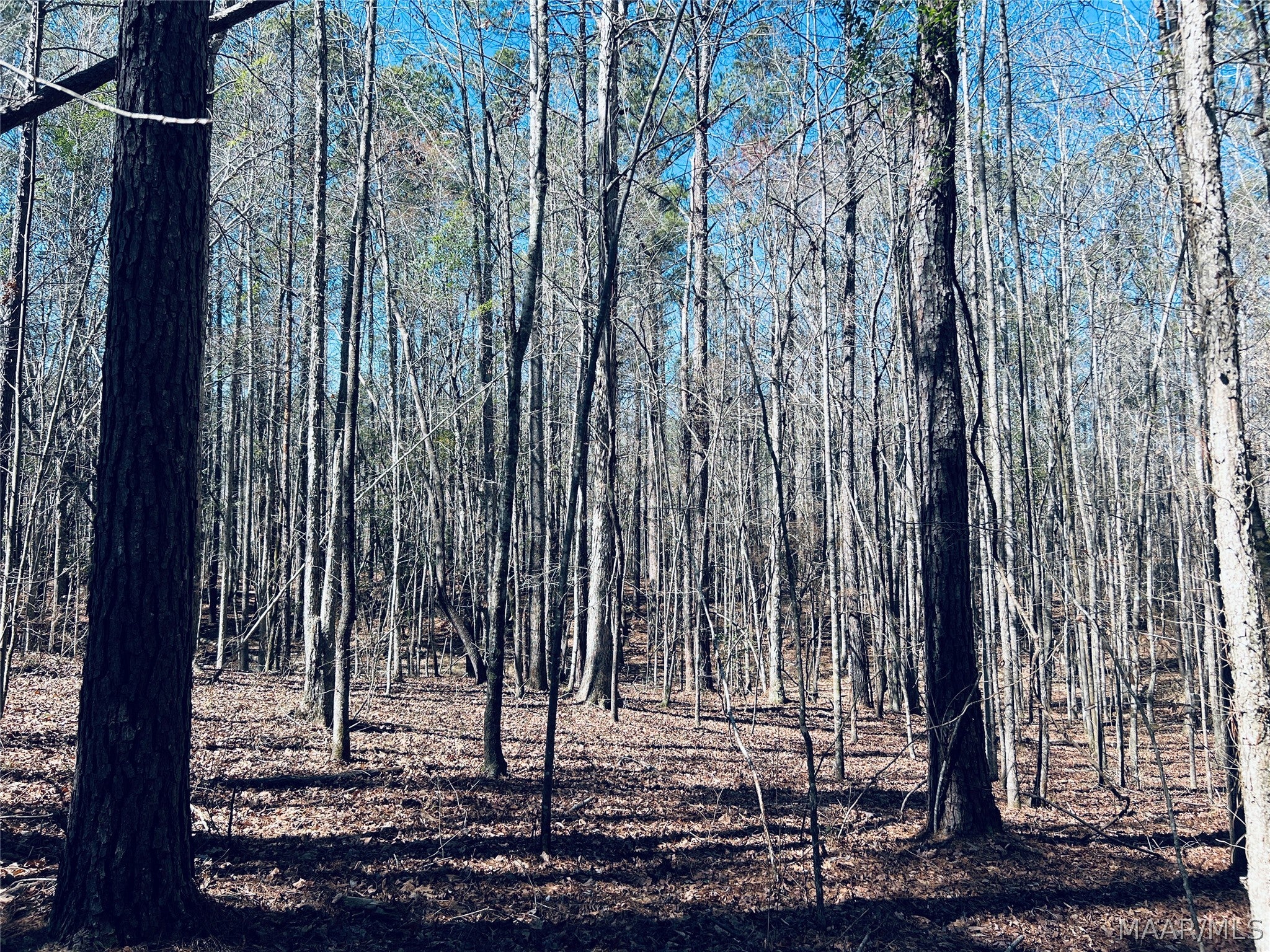 0 Old Meriwether Trail Lapine, AL 36046 - Photo 8 of 25 Gallery Image 8