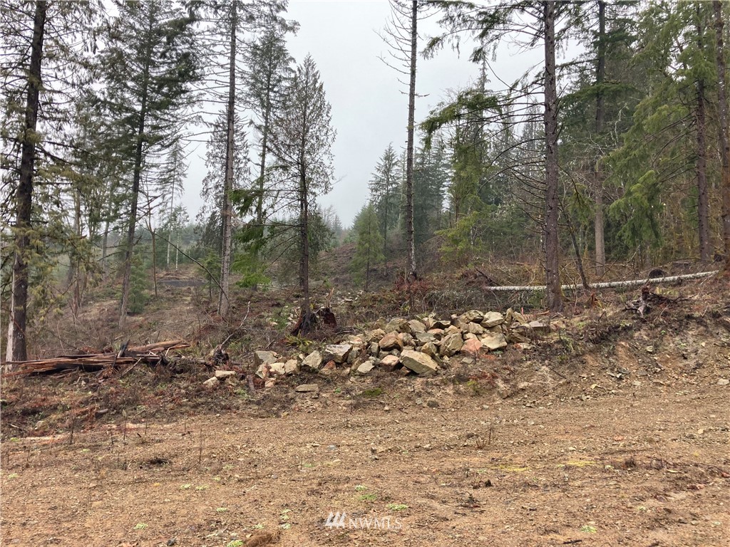 0 East Carr Road Randle, WA 98377 - Photo 6 of 13 Gallery Image 6