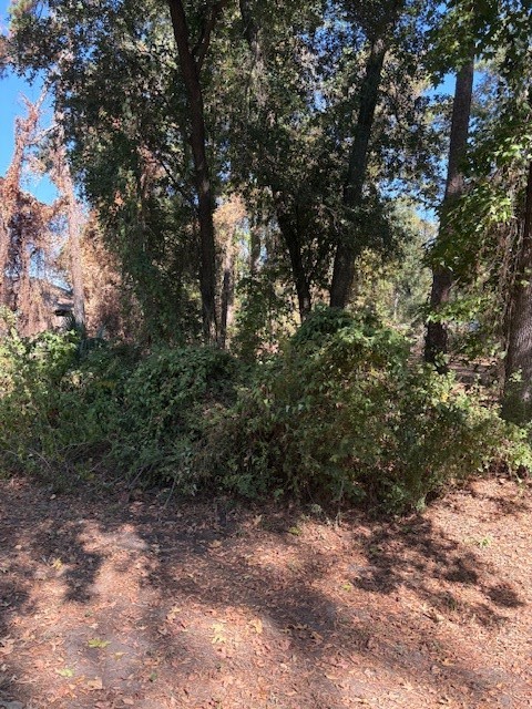 0 Sagewood Drive Spring, TX 77386 - Photo 3 of 12 a view of a forest with trees in the background