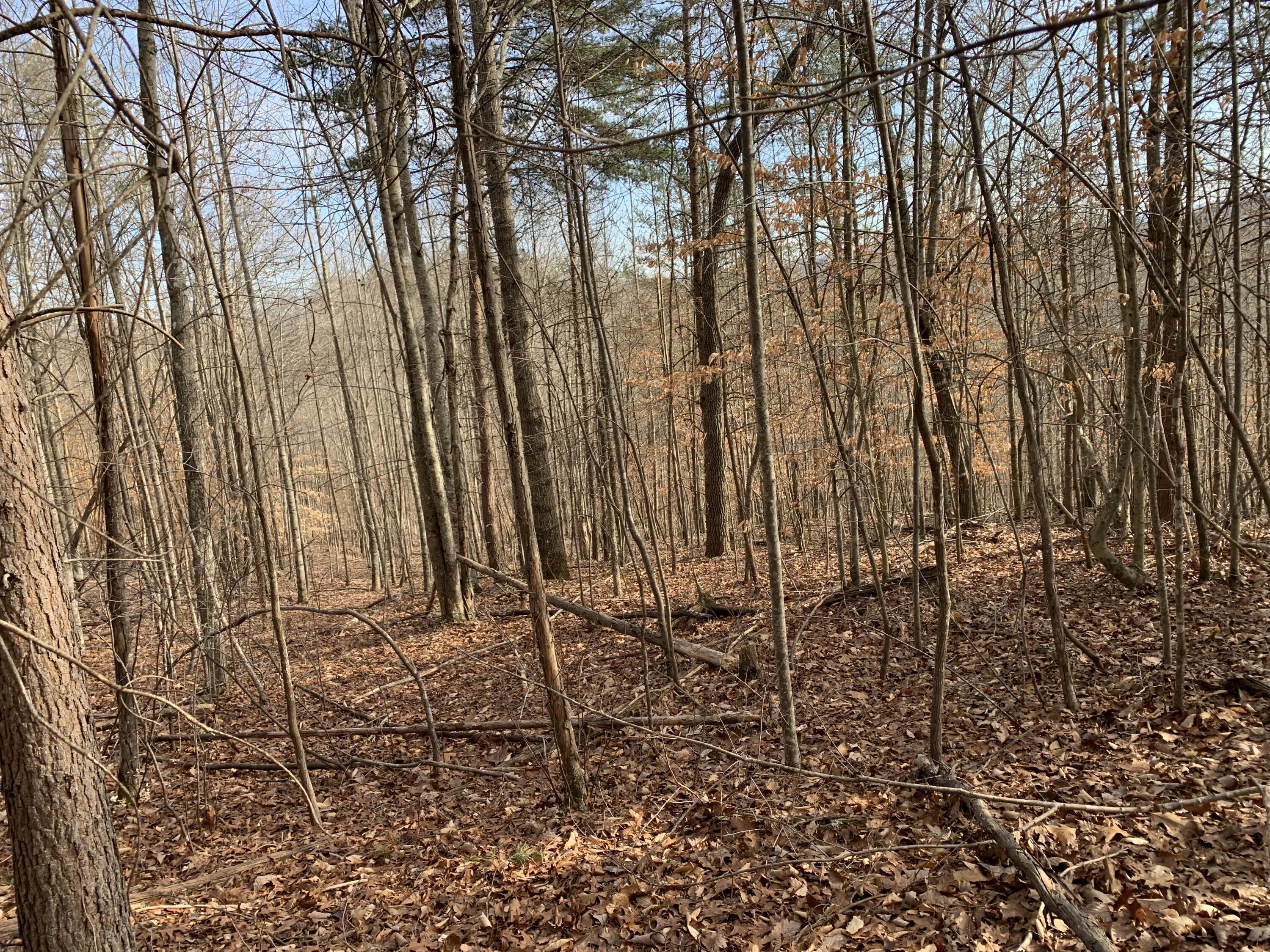 Lot 161 Whistle Valley Road, Unit 161 New Tazewell, TN 37825 - Photo 2 of 42 Main Photo