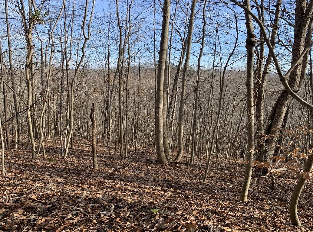 Lot 161 Whistle Valley Road, Unit 161 New Tazewell, TN 37825 - Photo 3 of 42 Photo 2