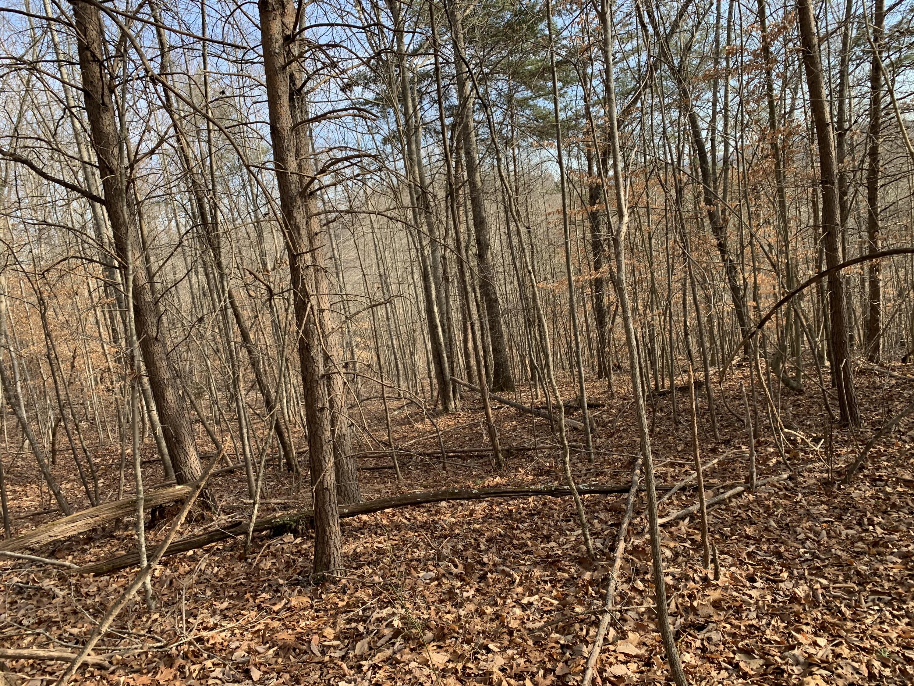 Lot 161 Whistle Valley Road, Unit 161 New Tazewell, TN 37825 - Photo 4 of 42 Photo 3