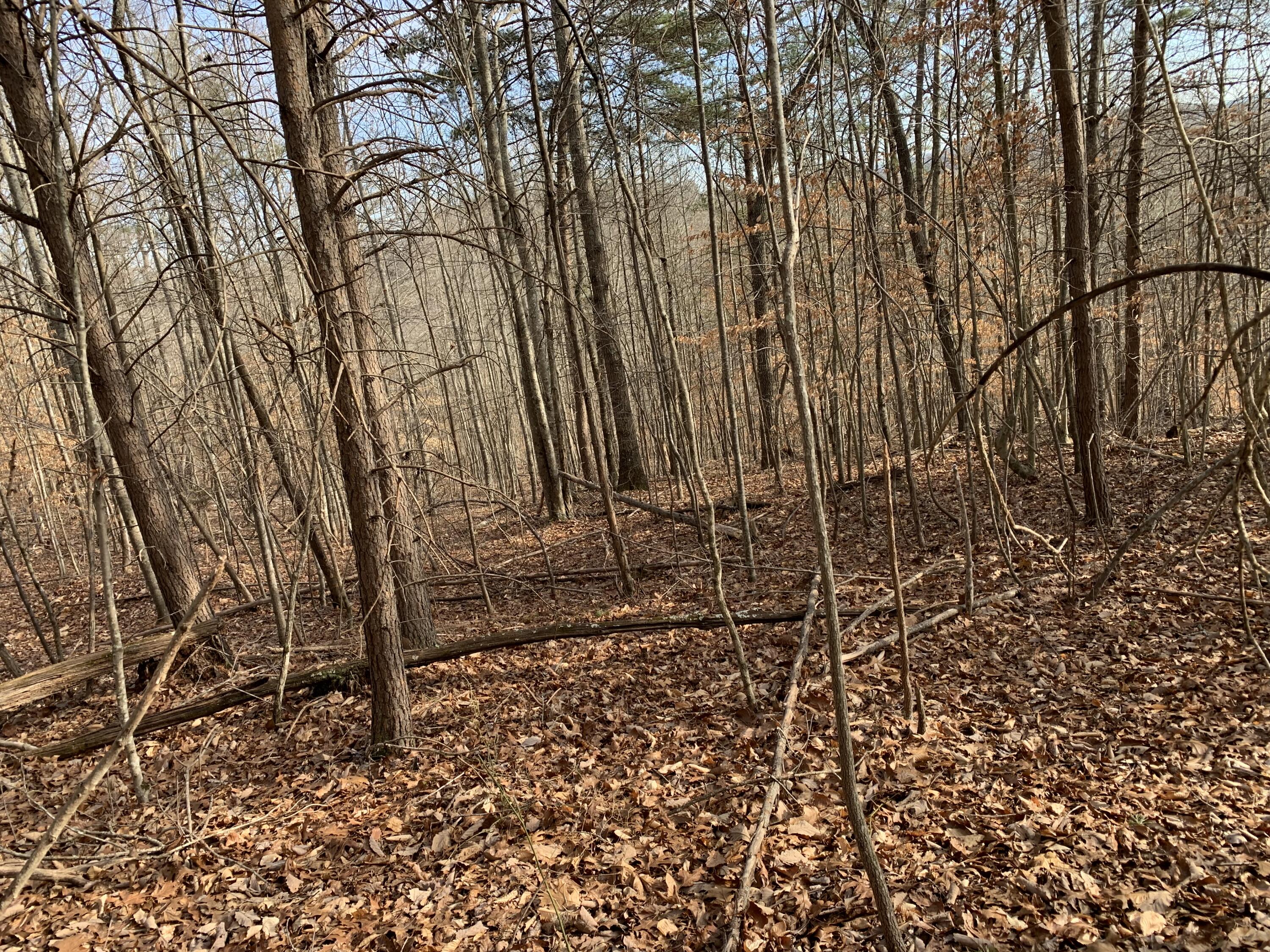 Lot 161 Whistle Valley Road, Unit 161 New Tazewell, TN 37825 - Photo 5 of 42 Photo 4