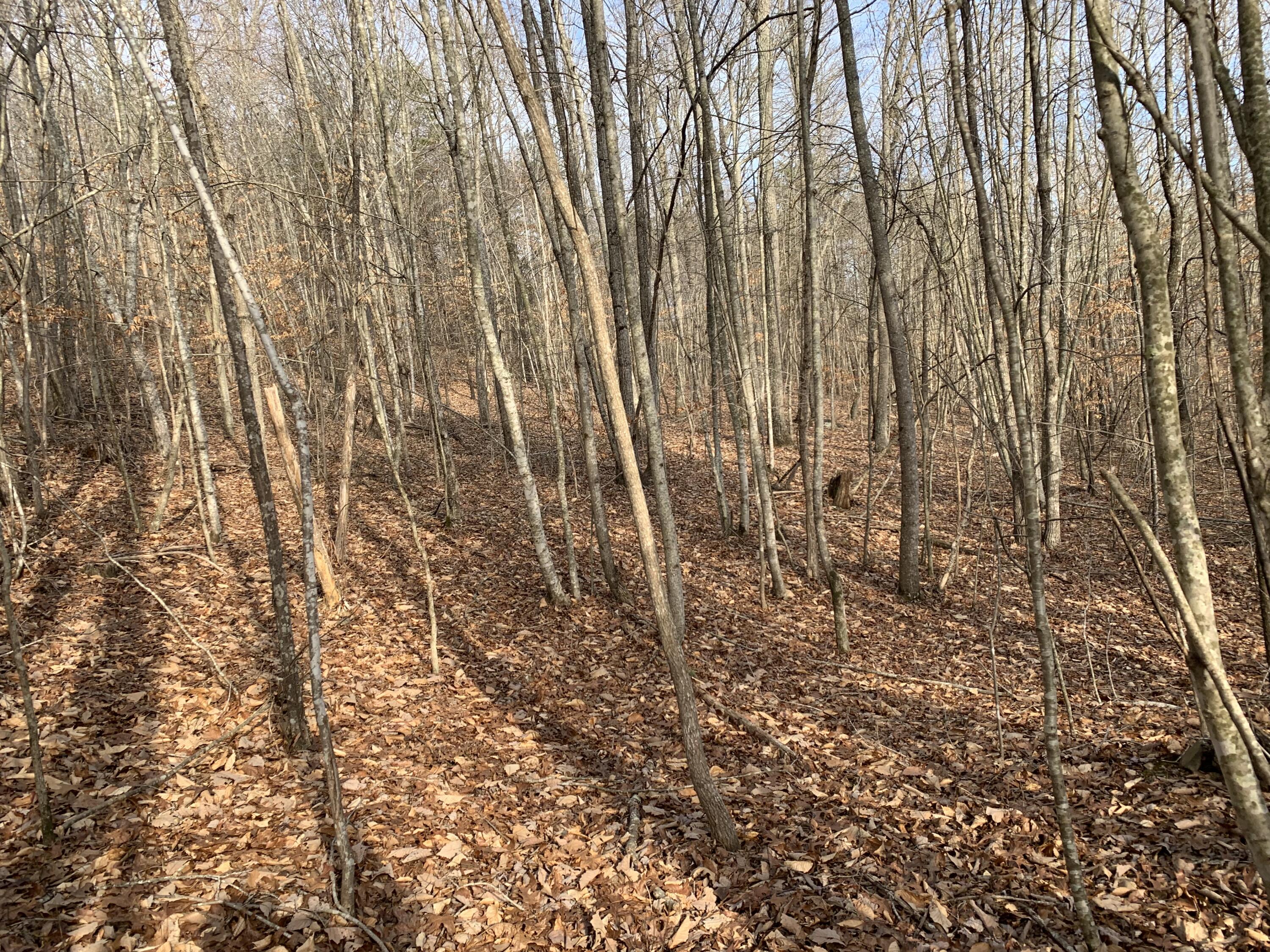 Lot 161 Whistle Valley Road, Unit 161 New Tazewell, TN 37825 - Photo 6 of 42 Photo 5