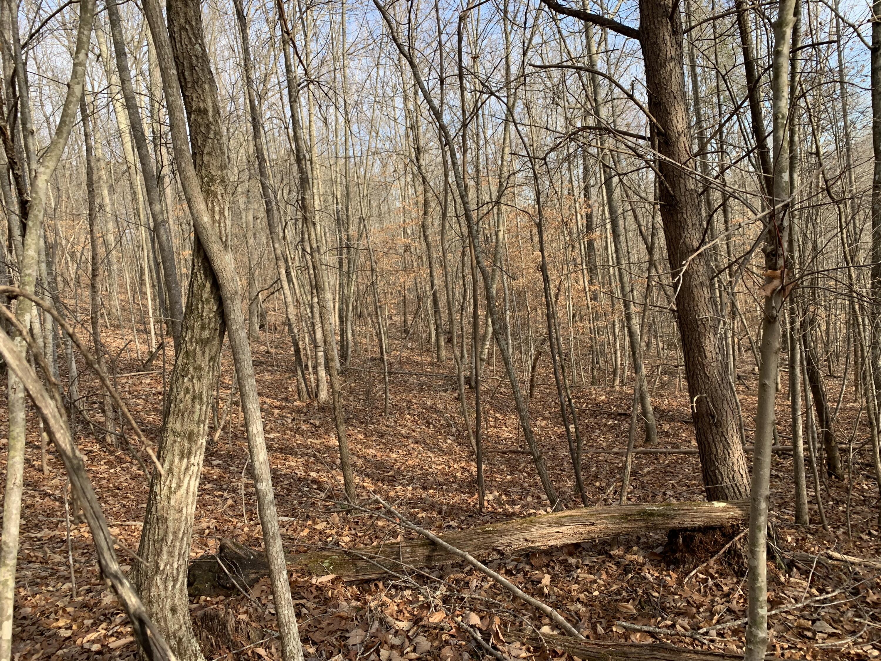 Lot 161 Whistle Valley Road, Unit 161 New Tazewell, TN 37825 - Photo 7 of 42 Photo 6