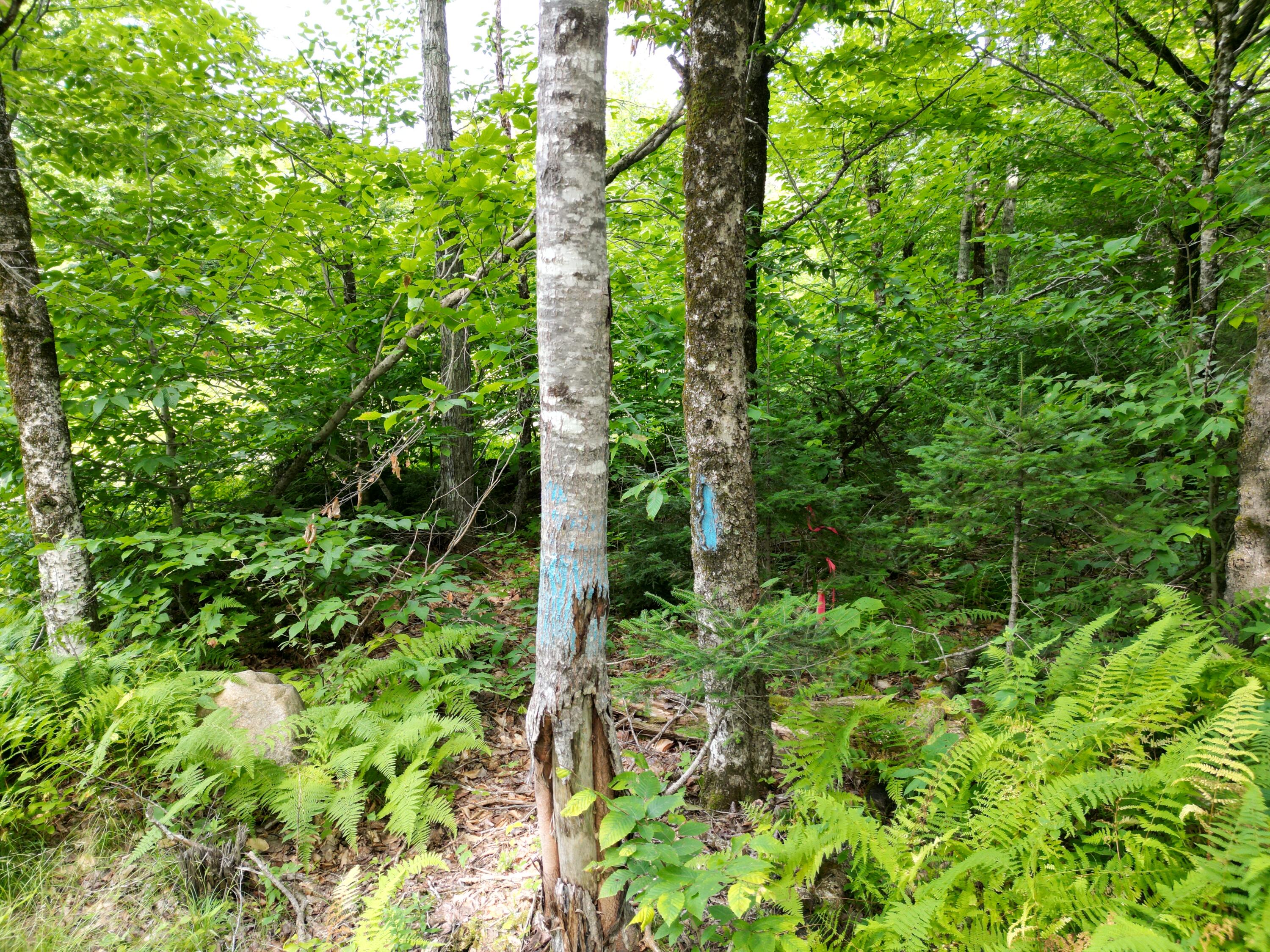 Lot 28 Off Ames Road Lee, ME 04455 - Photo 1 of 17 DJI_0963