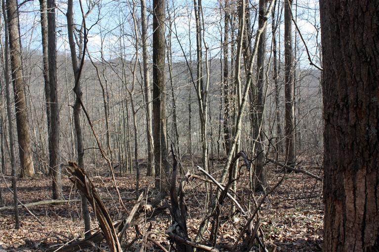 1790 South Fork Road Stanton, KY 40380 - Photo 4 of 5 Photo 4