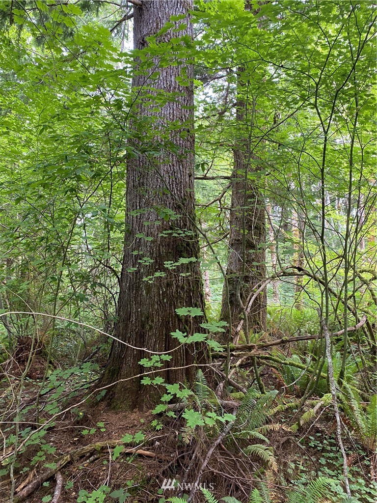 999 Elk Valley Road Forks, WA 98331 - Photo 7 of 19 Gallery Image 7