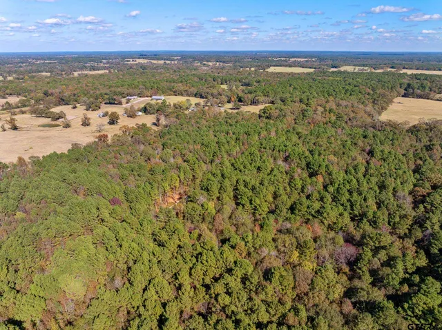 a view of a yard with plants and trees
