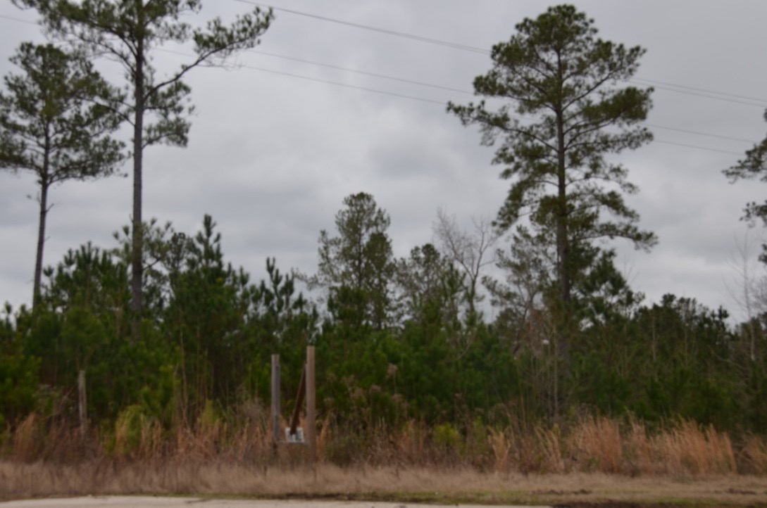 14-acres Store Front Road Chester, SC 29706 - Photo 3 of 7 Gallery Image 3