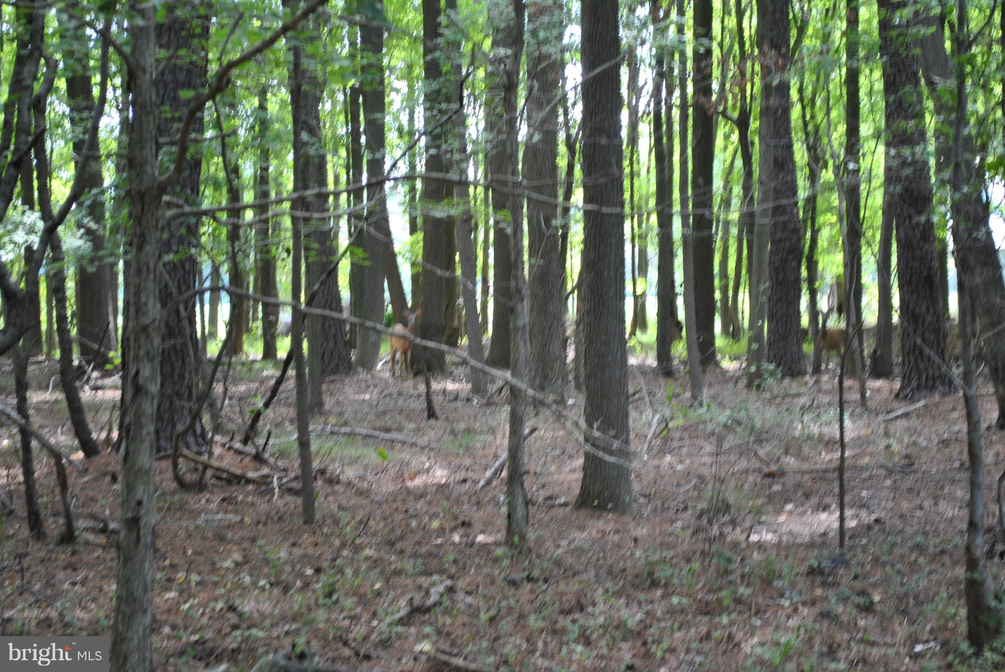 0 Cummings Road Wittman, MD 21676 - Photo 4 of 12 Back of lot