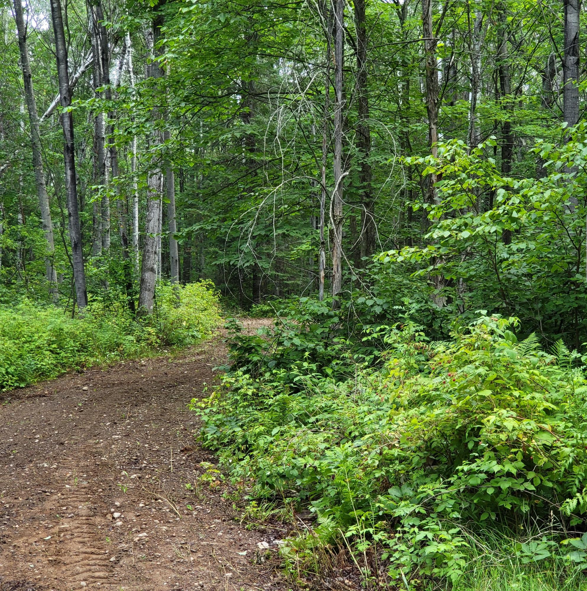 Tbd Dream Lake Road, Unit LOT 2 Long Lake, WI 54542 - Photo 4 of 10