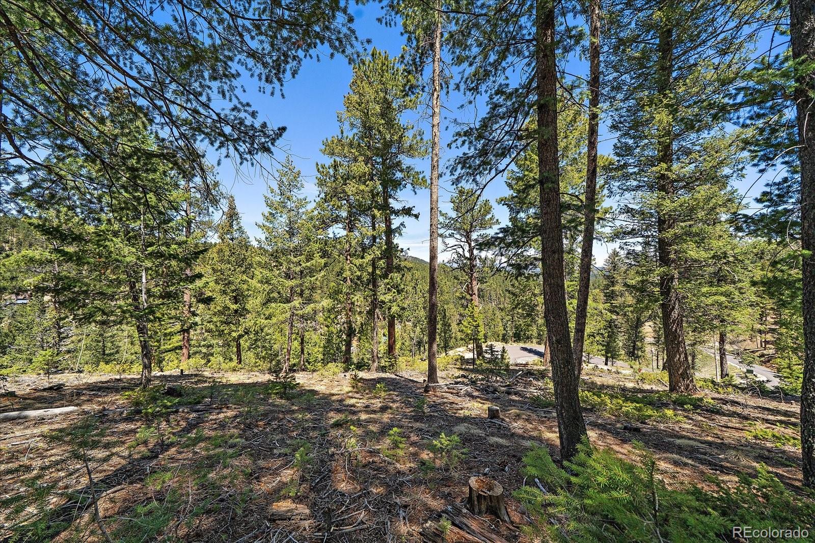 6855 Lynx Lair Road Evergreen, CO 80439 - Photo 14 of 21 a view of a forest filled with trees