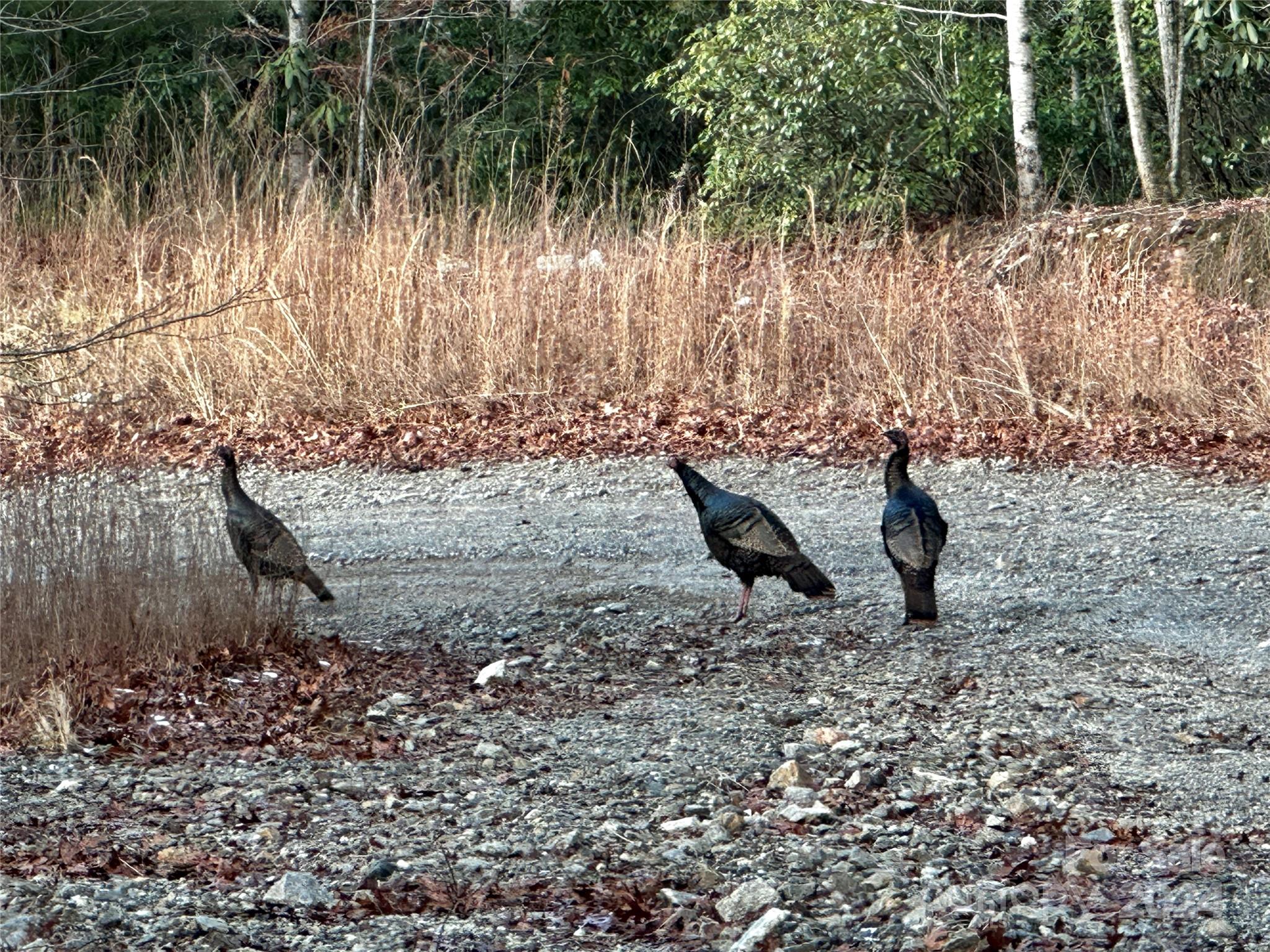 Lot 47 North Nickajack Road, Unit 47 Franklin, NC 28734 - Photo 17 of 26