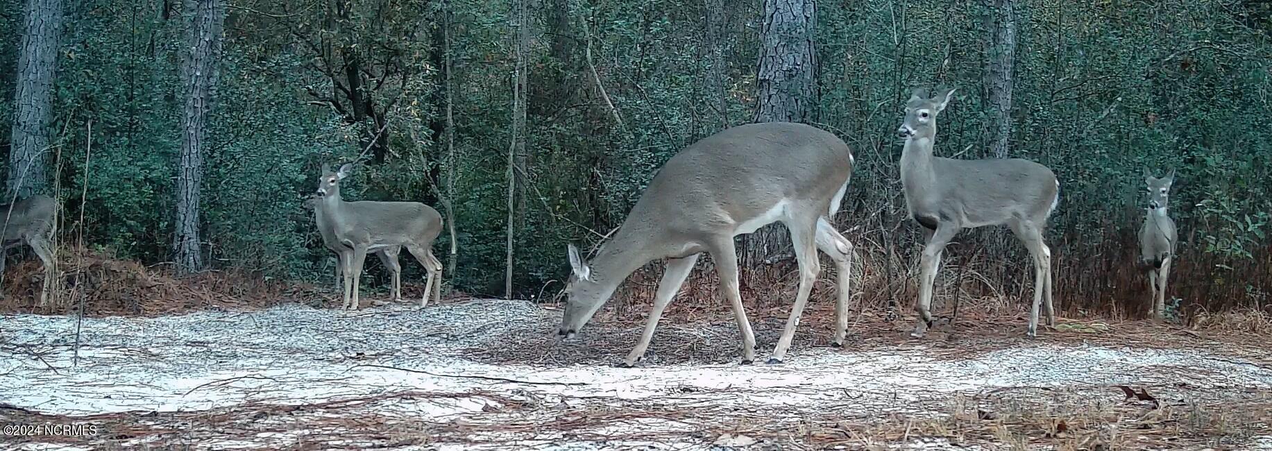 376 Nighthawk Loop Aberdeen, NC 28315 - Photo 58 of 63 Deer
