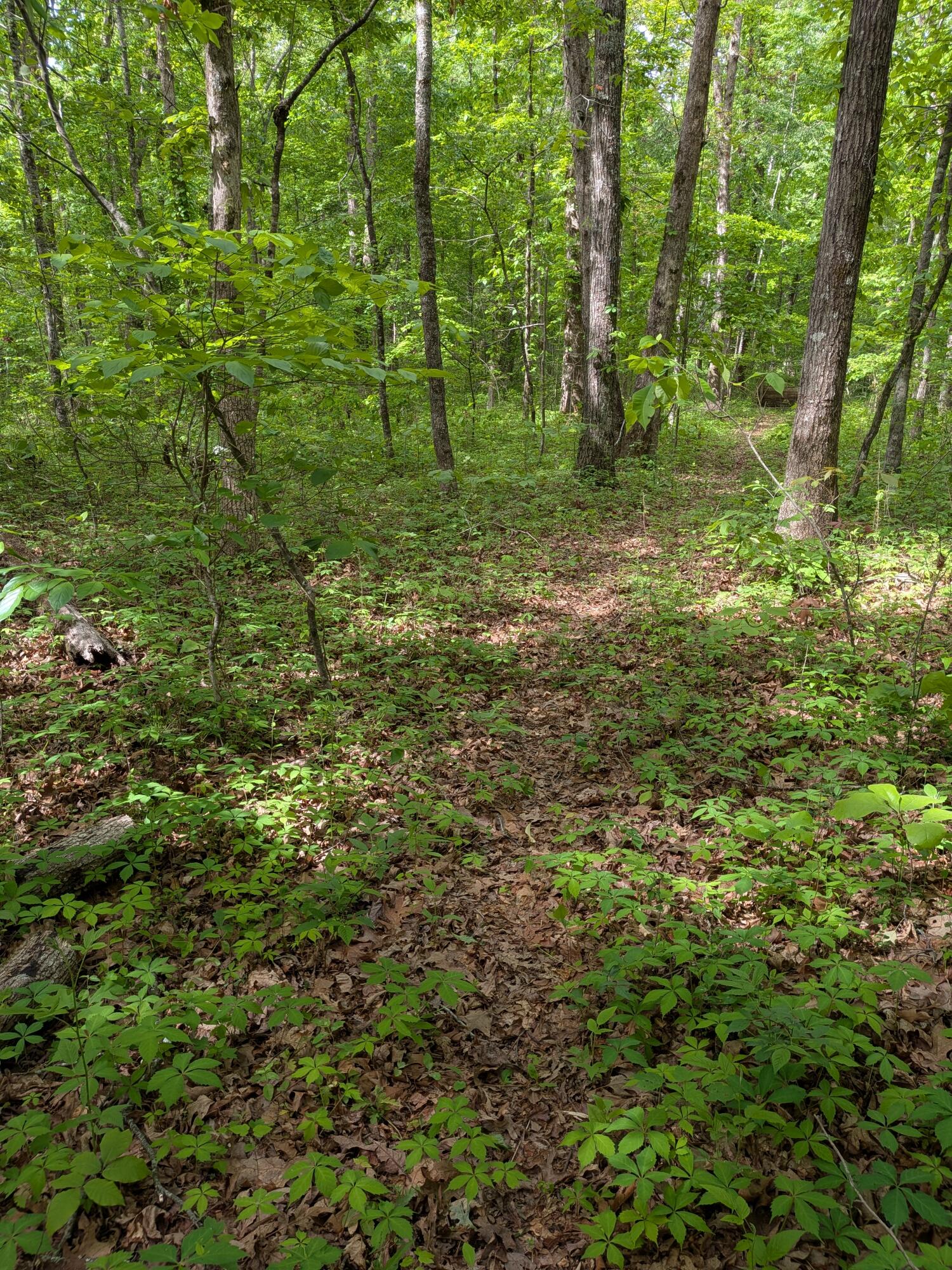1061 Cranfill Road Dayton, TN 37321 - Photo 60 of 74 PXL_20260501_150133935