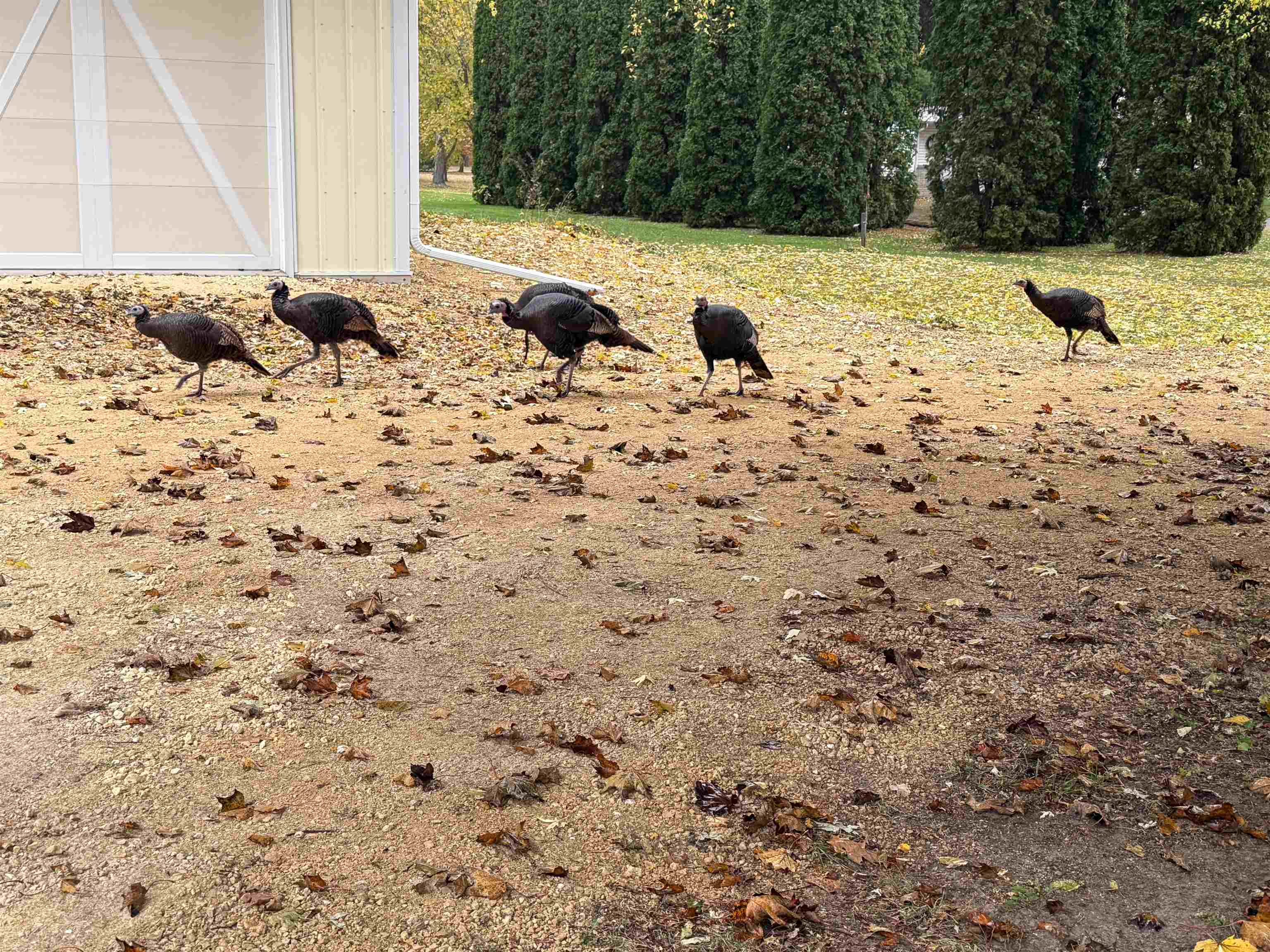 9709 Cunningham Road Winnebago, IL 61088 - Photo 97 of 98