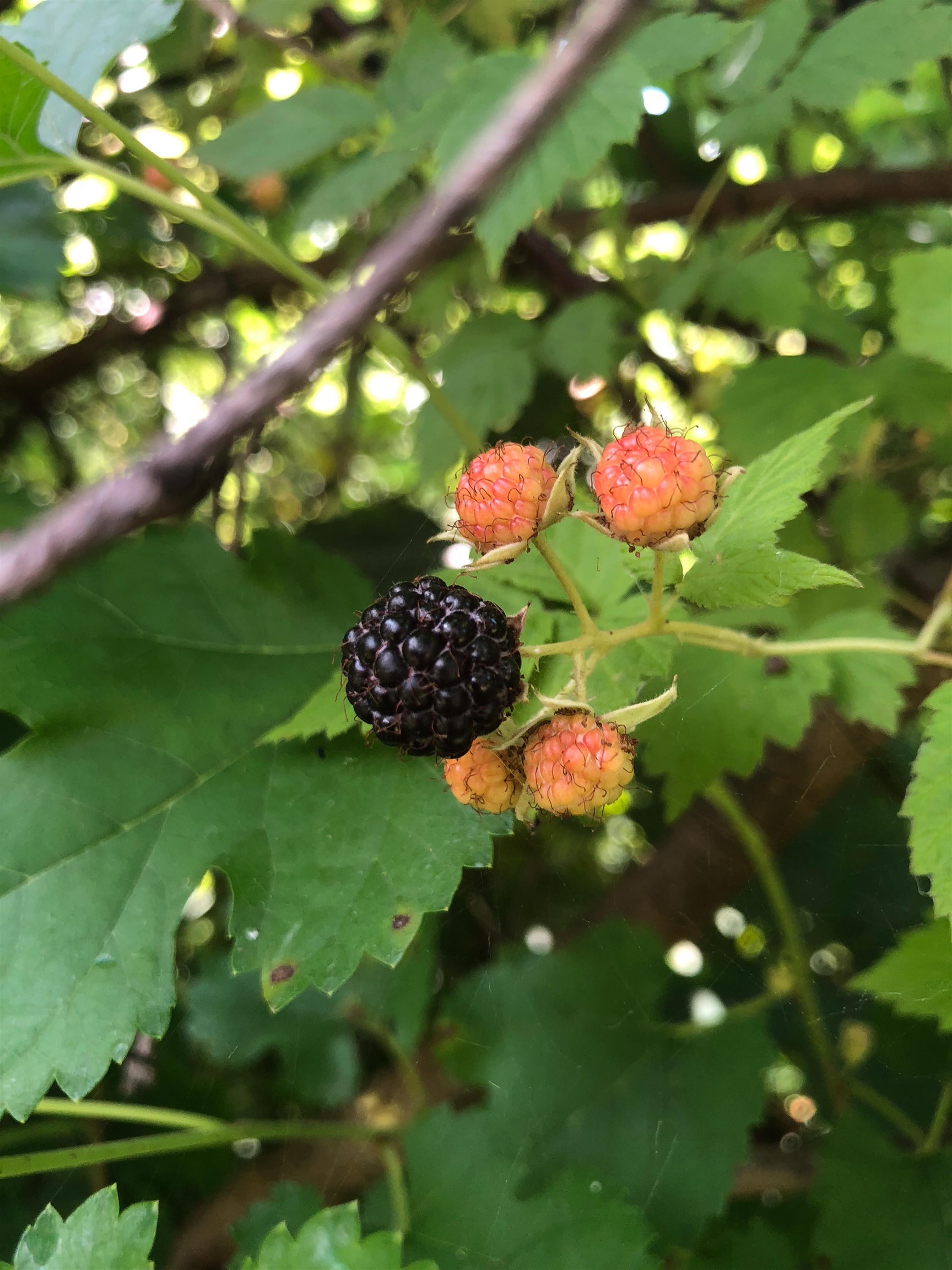 9709 Cunningham Road Winnebago, IL 61088 - Photo 98 of 98