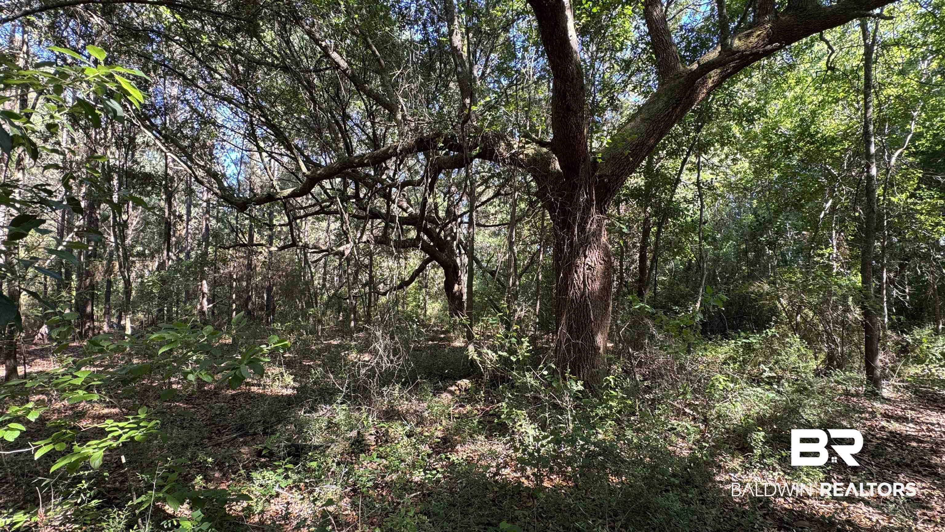 33370 Highway 98 Lillian, AL 36549 - Photo 52 of 58 Wooded property featuring mature trees and natural vegetation
