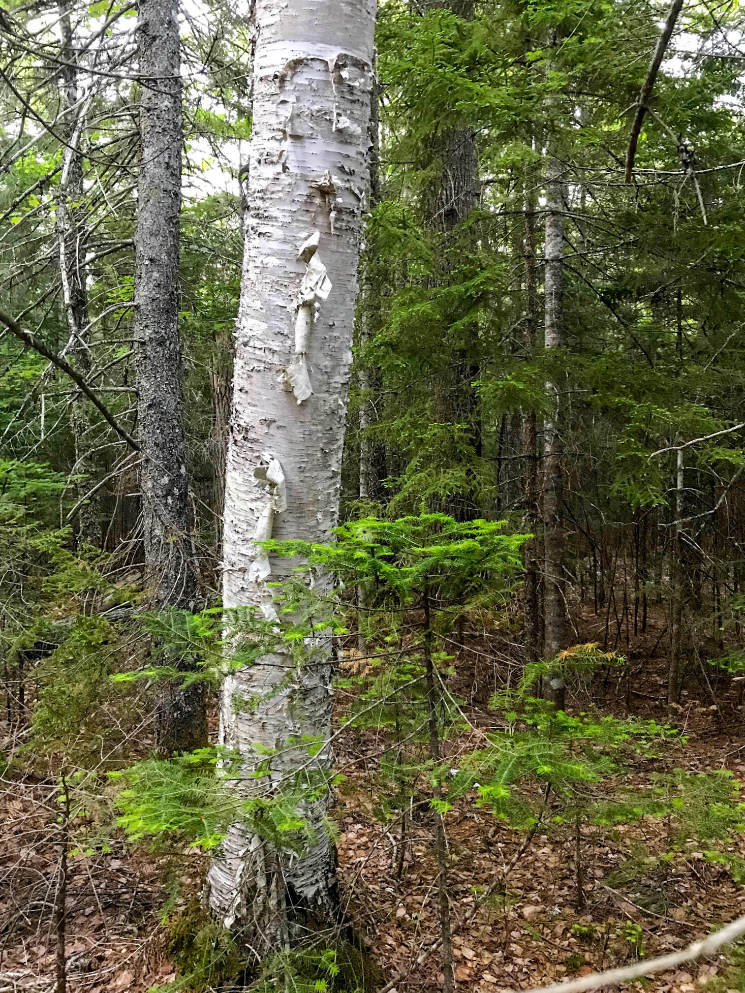 Lot 103 Deer Haven Road Wesley, ME 04686 - Photo 27 of 30 White Birch