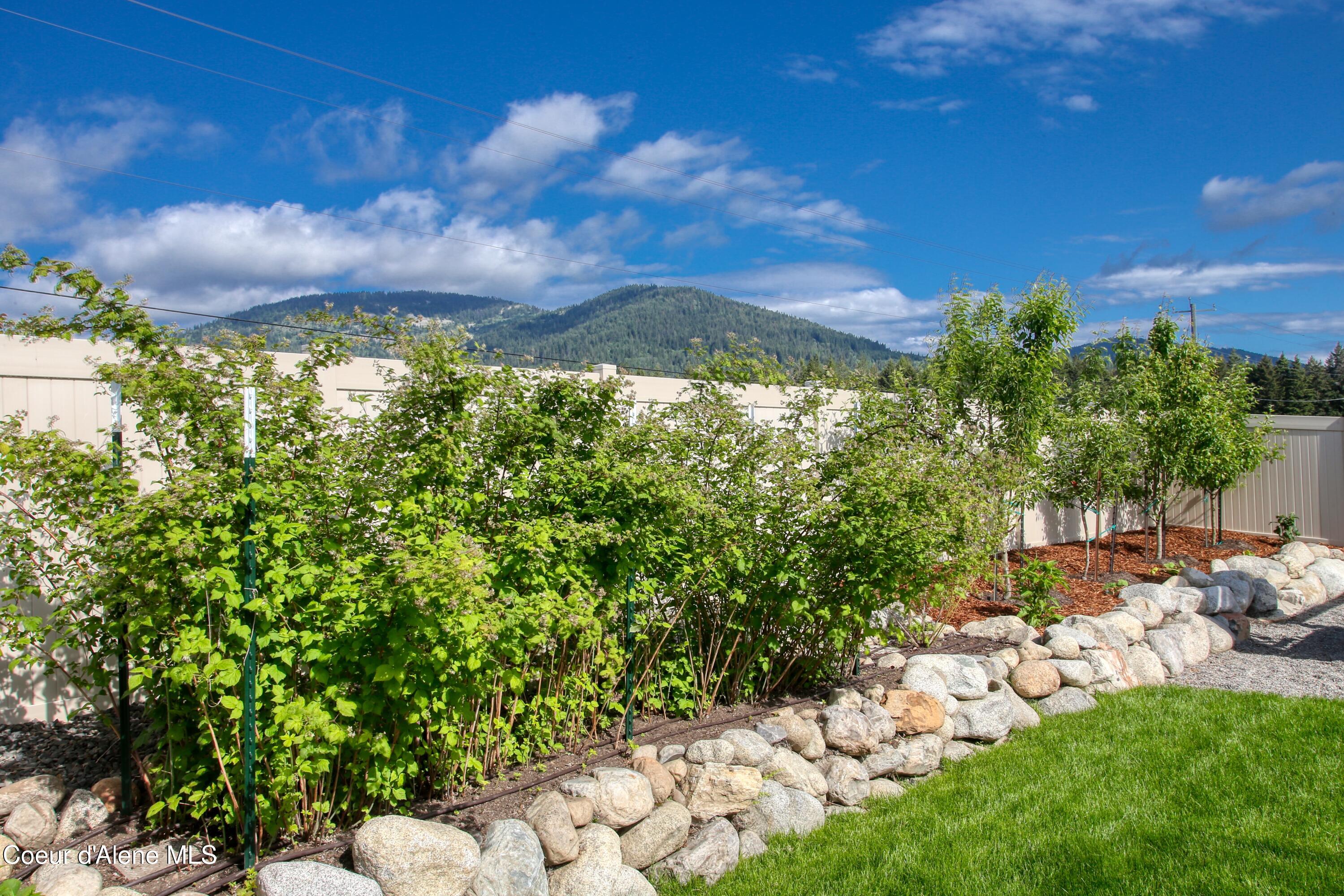 6489 West Astoria Loop Rathdrum, ID 83858 - Photo 8 of 43 razzberrys and fruit trees