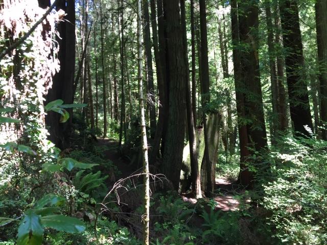 0 16th Street Arcata, CA 95521 - Photo 16 of 19