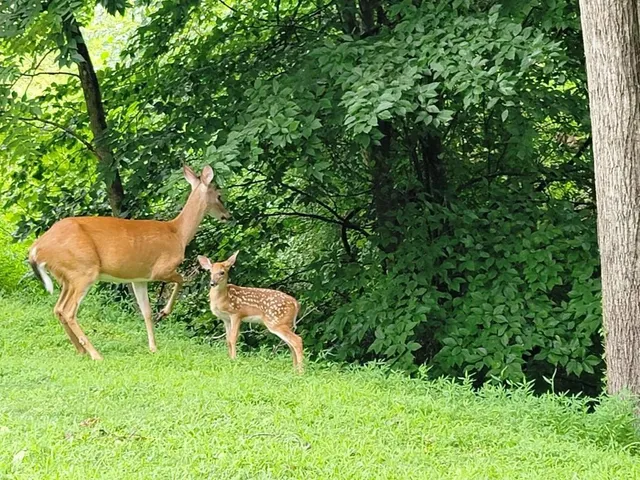 a view of an outdoor sitting area with chairs