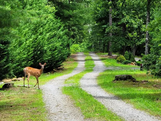 a swimming pool with a yard and trees