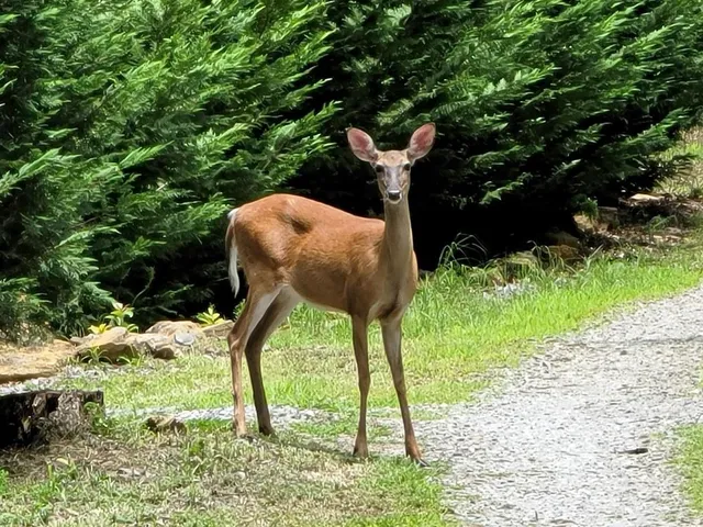 a view of backyard with plants and outdoor seating