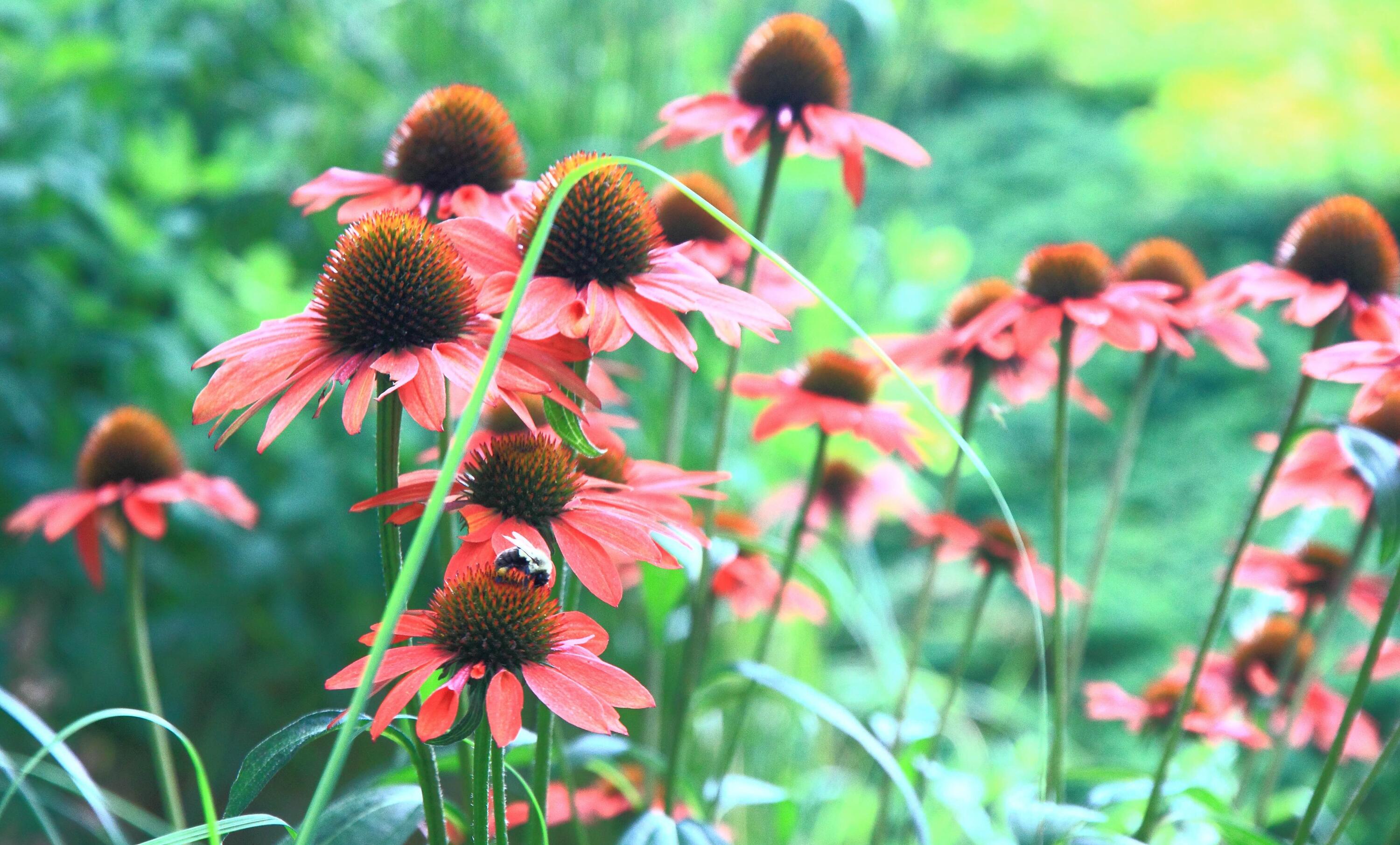 24 Bay Road Cotuit, MA 02635 - Photo 28 of 44 a view of a flower