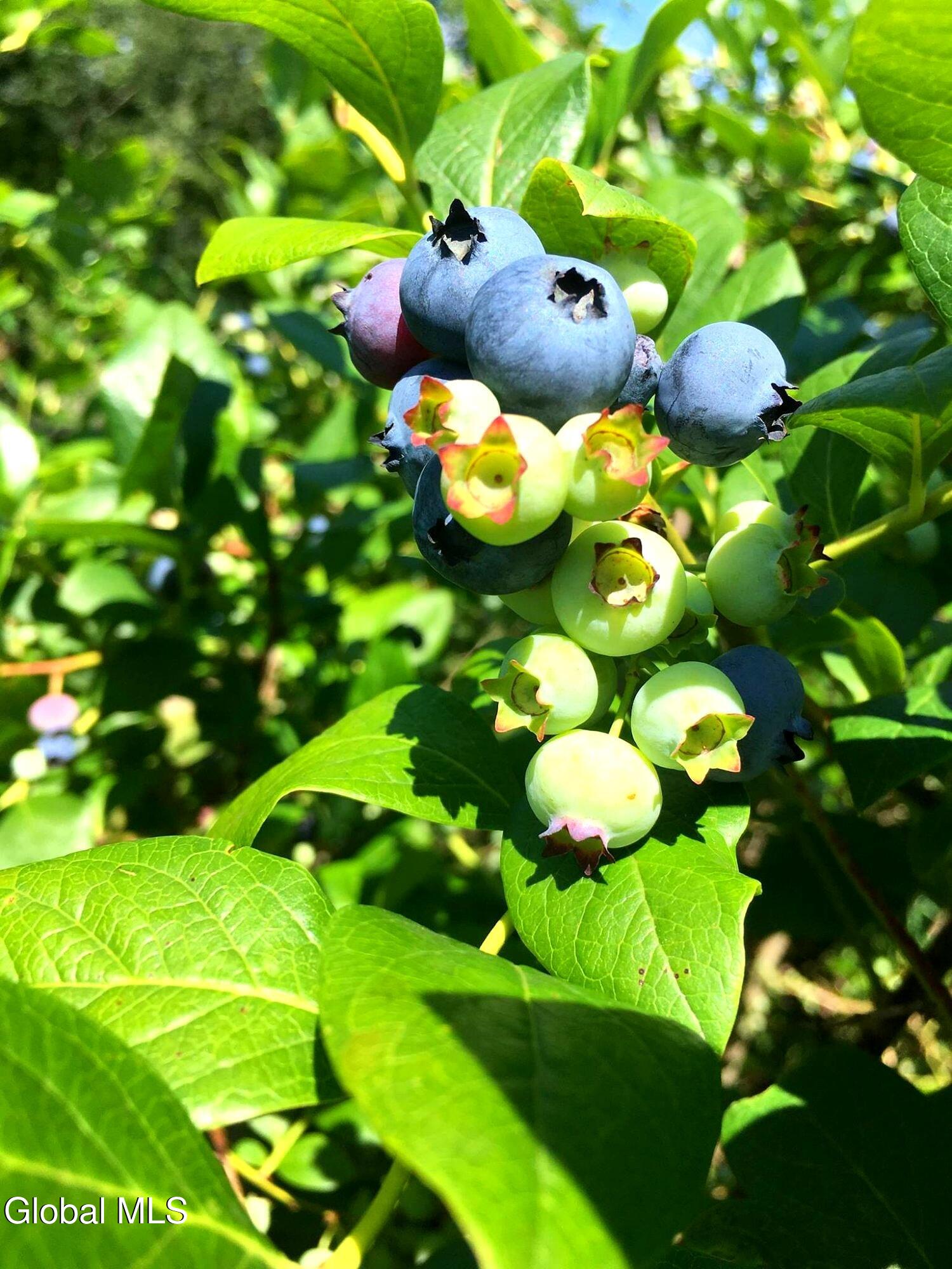 1483 County Rte 49 Argyle, NY 12809 - Photo 8 of 14 10_blueberries_on_bush