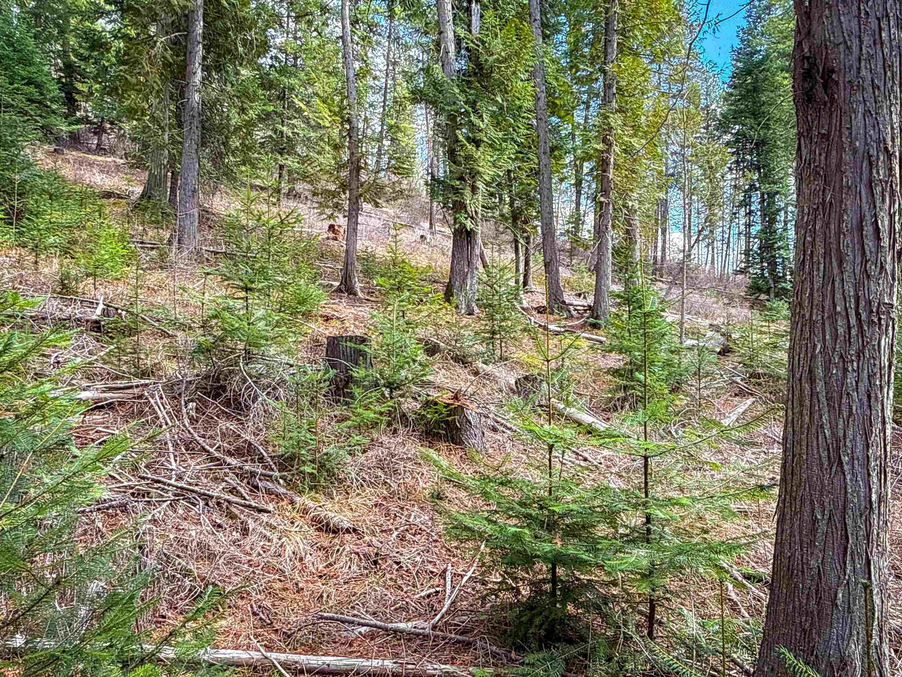 Nka Best Chance Road Usk, WA 99180 - Photo 19 of 50