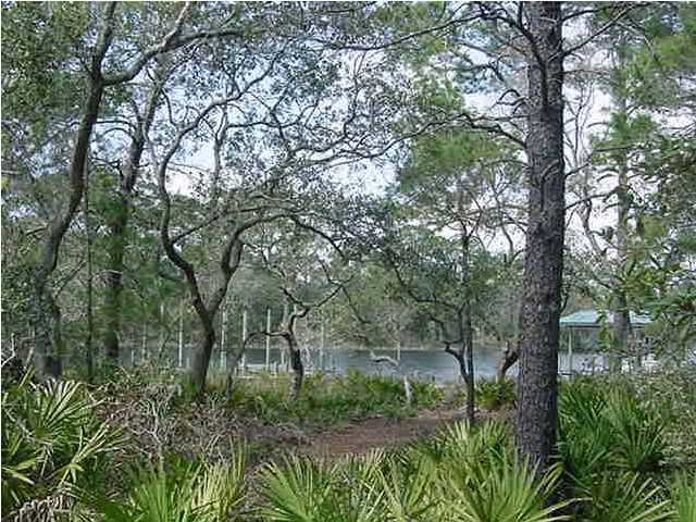 Lot 5 Windy Way Santa Rosa Beach, FL 32459 - Photo 2 of 6 a big yard with lots of green space and trees