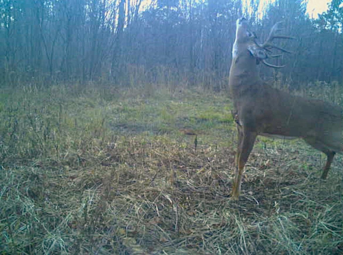 Peterson Road Gleason, WI 54435 - Photo 11 of 68