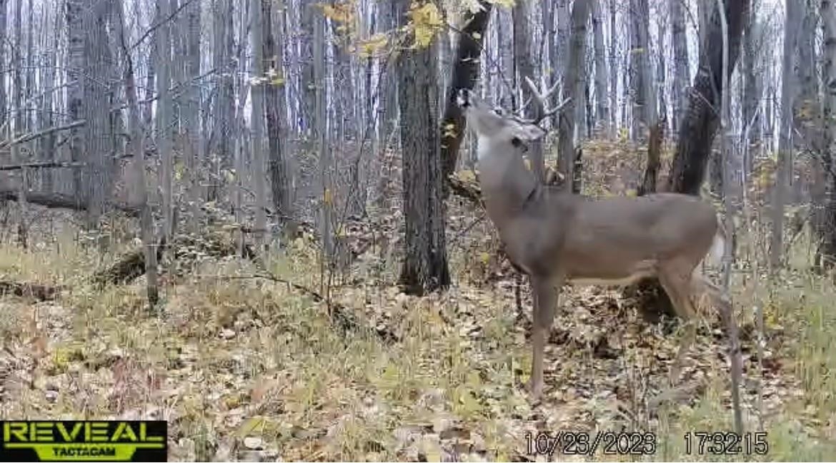 Peterson Road Gleason, WI 54435 - Photo 12 of 68