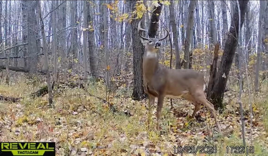 Peterson Road Gleason, WI 54435 - Photo 17 of 68